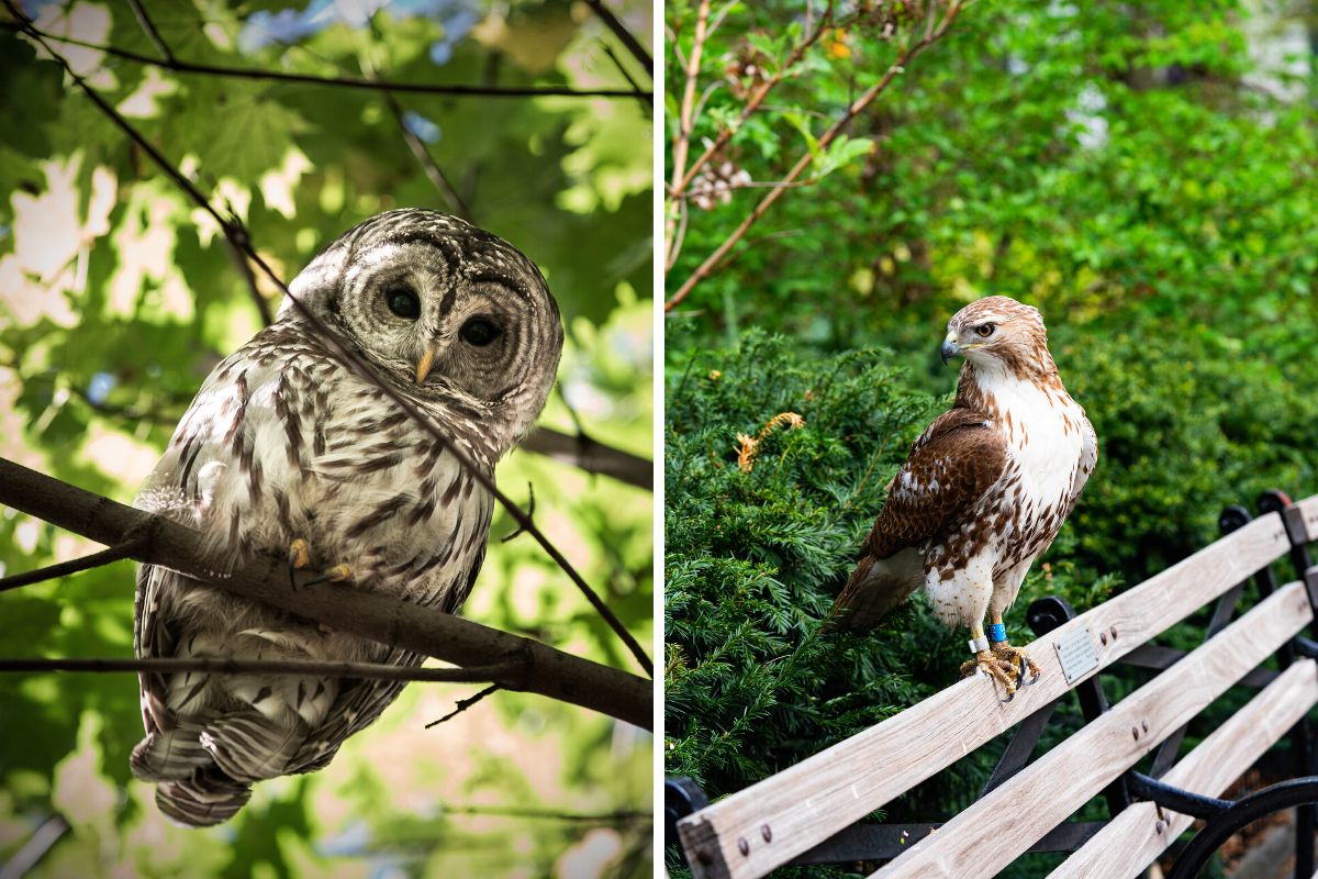 bird-watching in Central Park