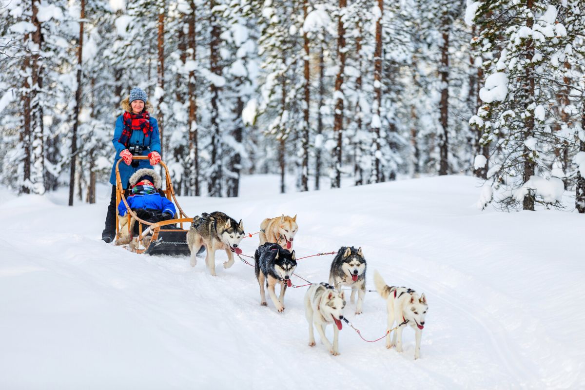 dog sledding in Kiruna