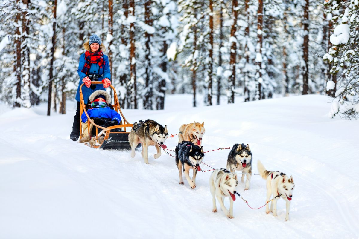 dog sledding in Tromso