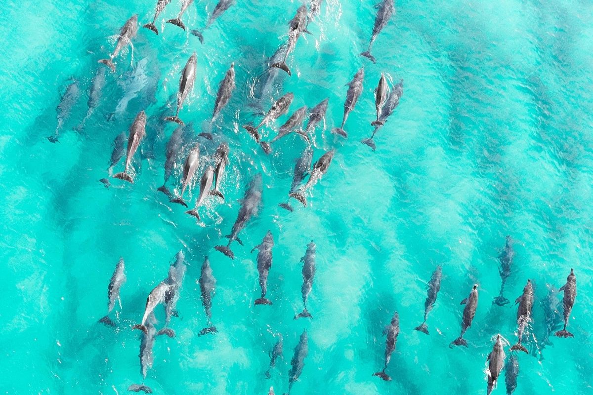 dolphin watching in Zanzibar