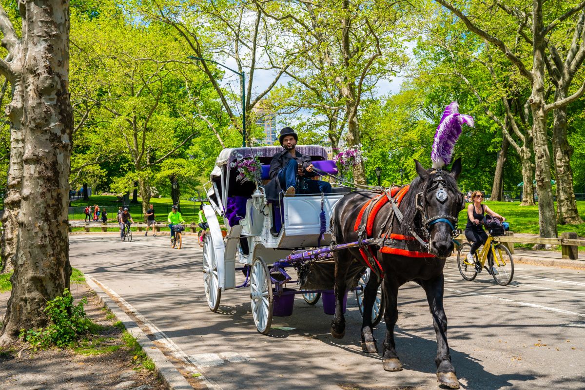 horse-drawn carriage tour in Central Park