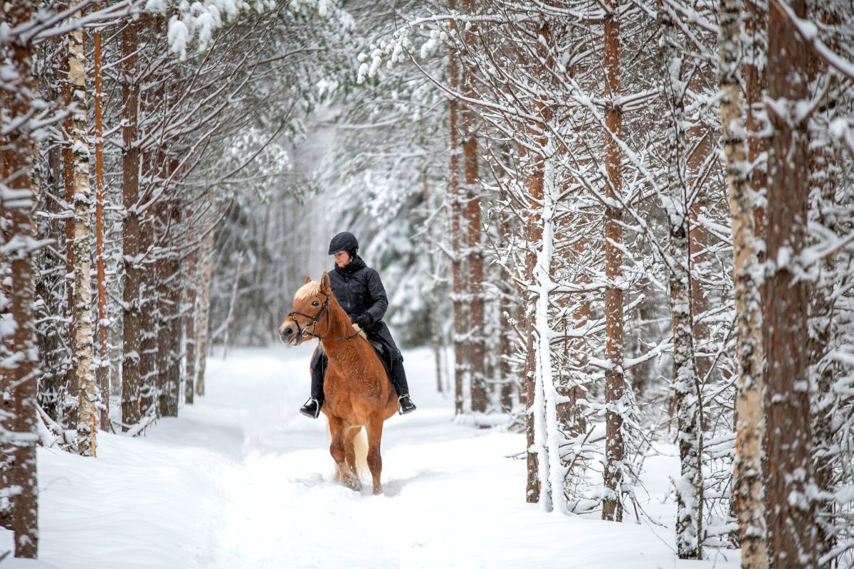 horse riding in Rovaniemi