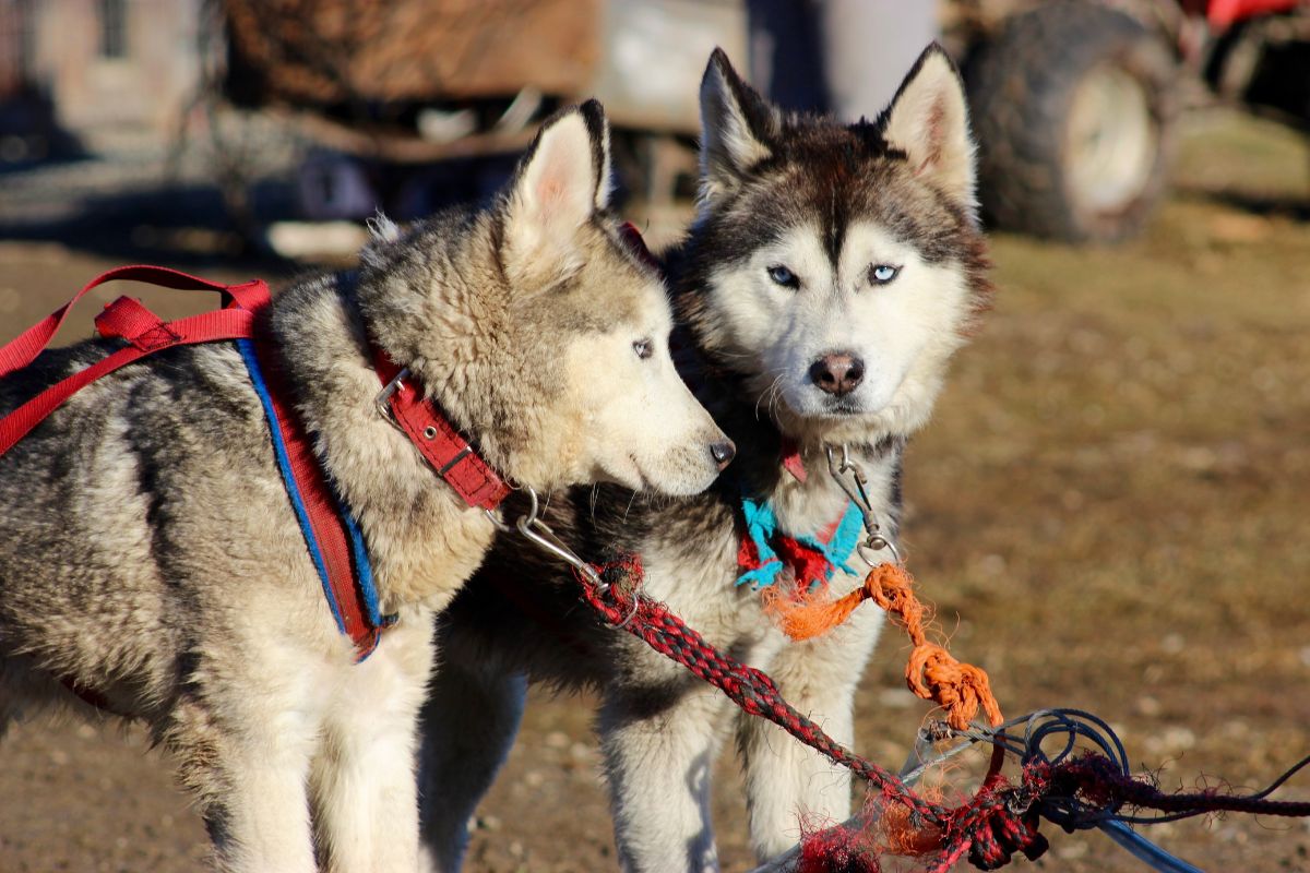 huskies in Ushuaia