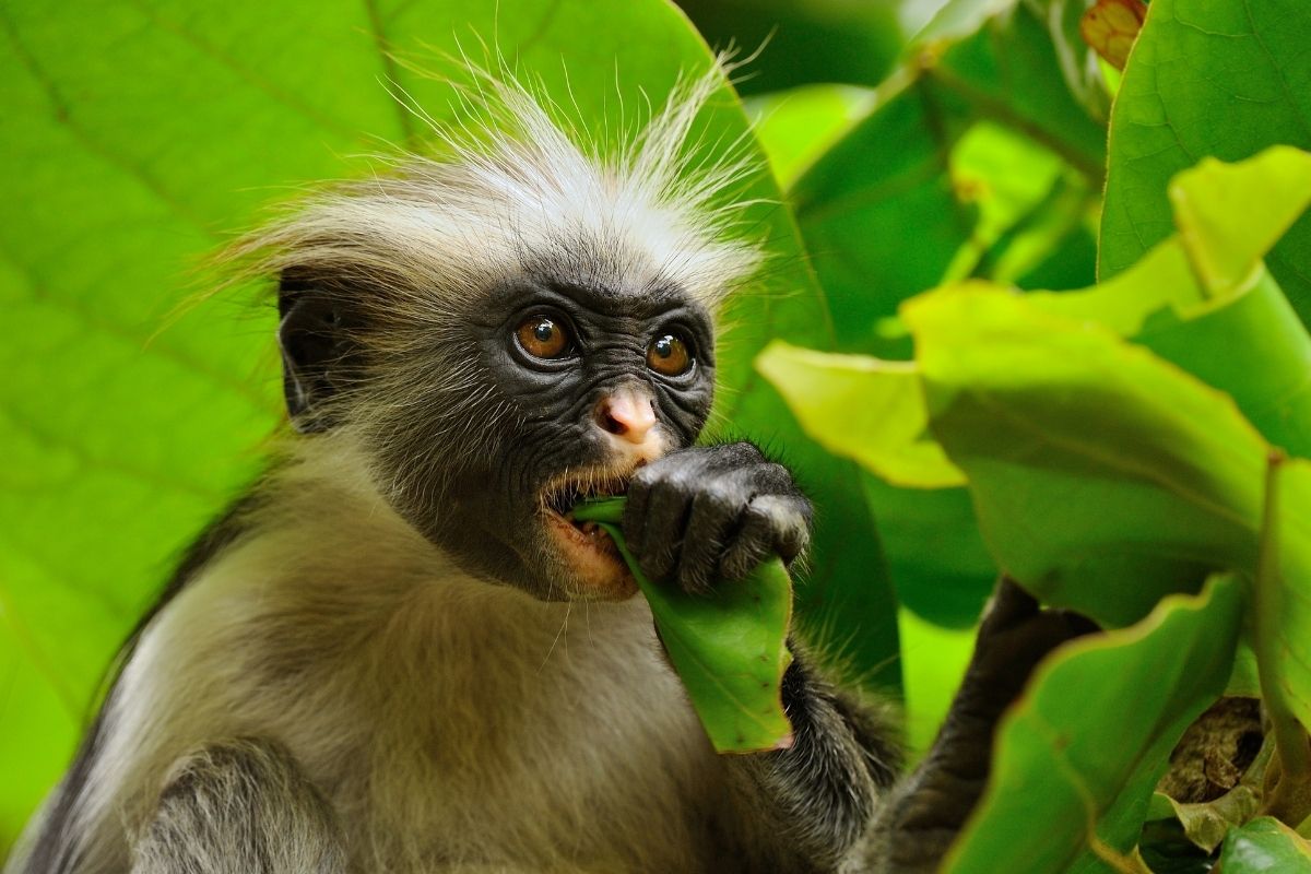monkey at Zanzibar Kilosas Conservation