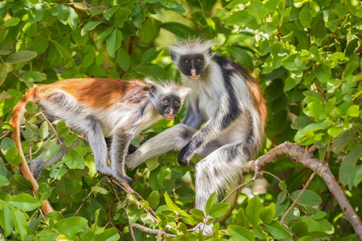 monkeys in Pemba Island
