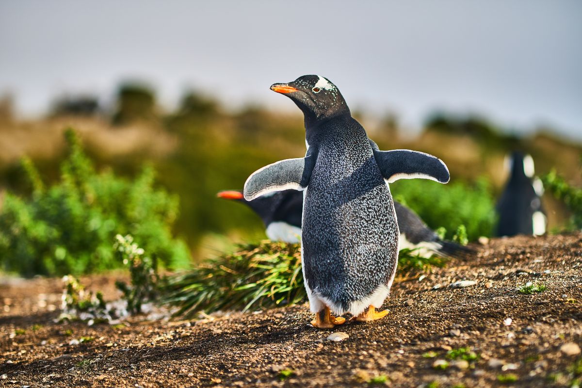 penguin colonies in the Beagle Channel near Ushuaia