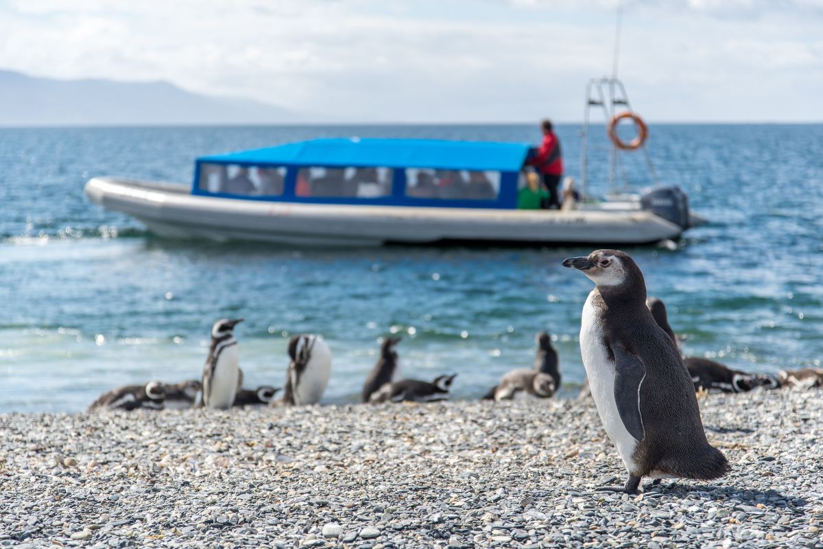 penguin watching boat tour in Ushuaia