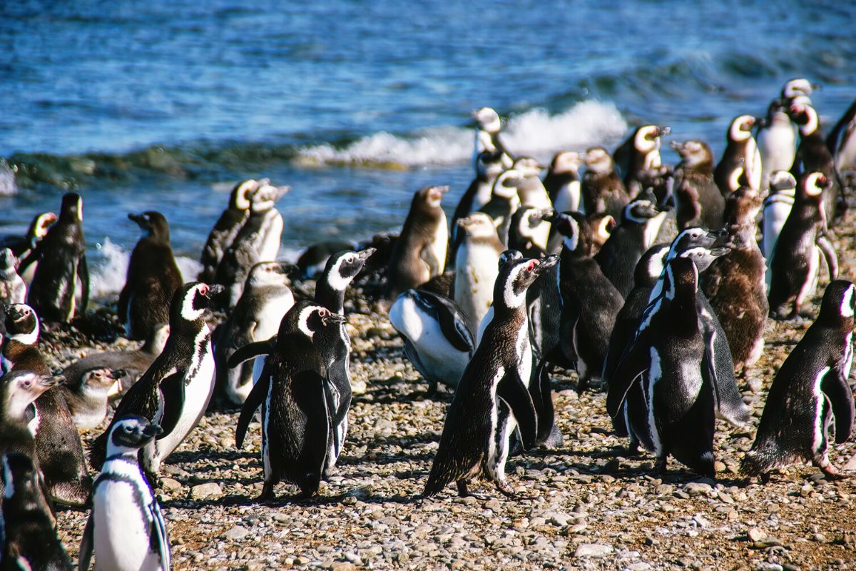 penguins at Isla Martillo near Ushuaia