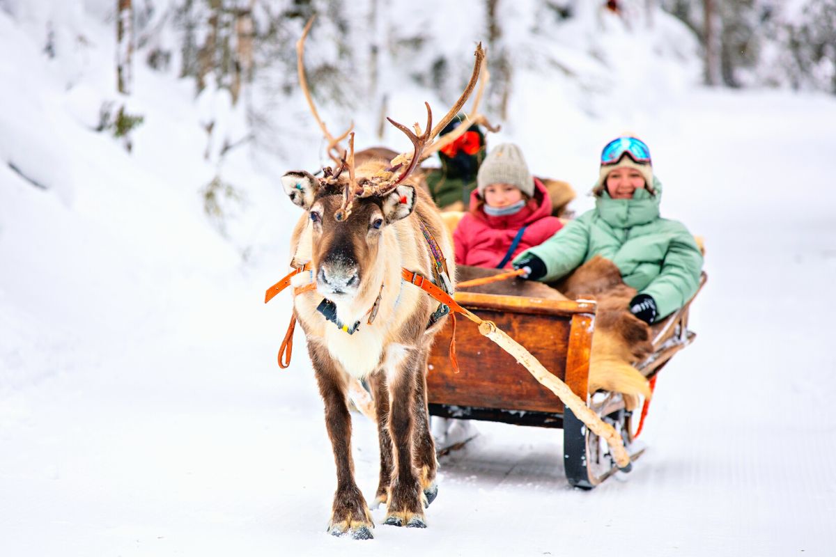 reindeer sledding in Tromso