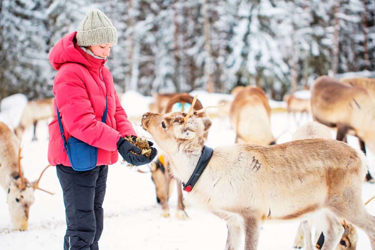reindeer tours in Kiruna