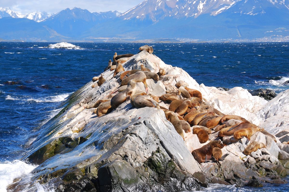 sea lions in Ushuaia