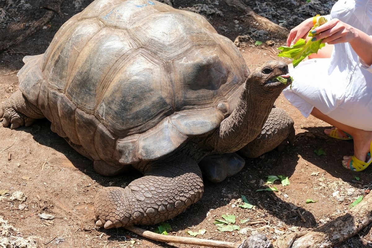turtle feeding at Zanzibar Kilosas Conservation
