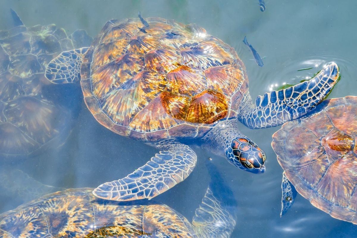 turtles at Nungwi Mnarani Aquarium