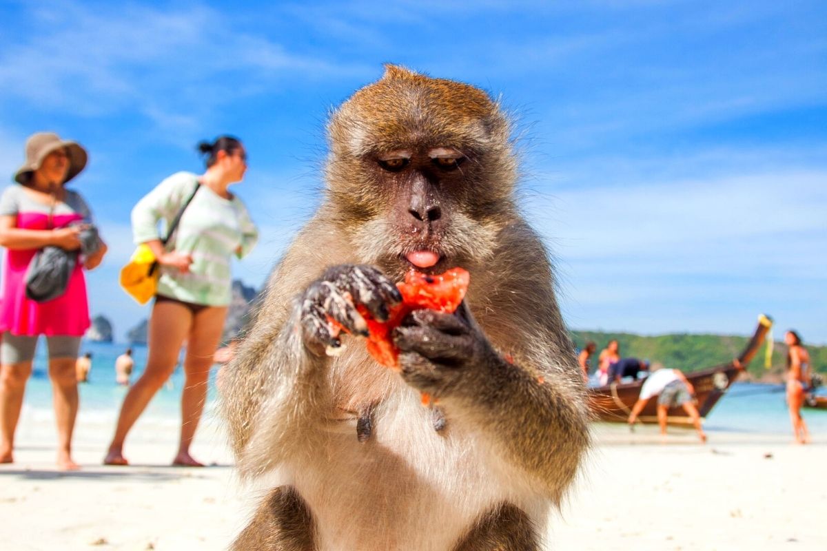 Koh Ling Monkey Island, Thailand