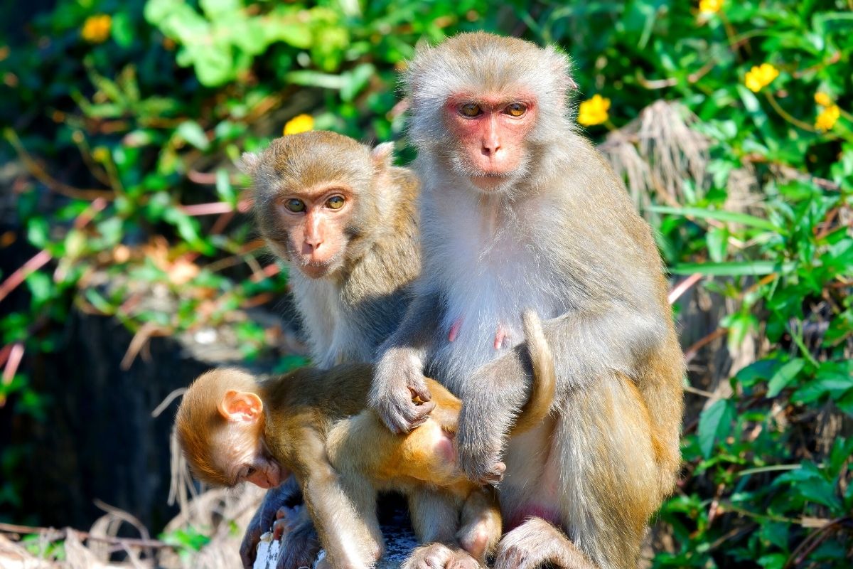 Monkeys at Son Tra peninsula, Da Nang