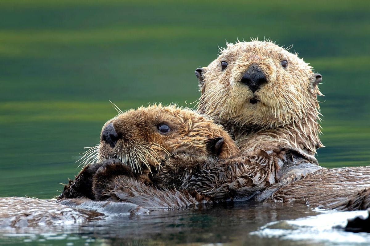 sea otters in Seward