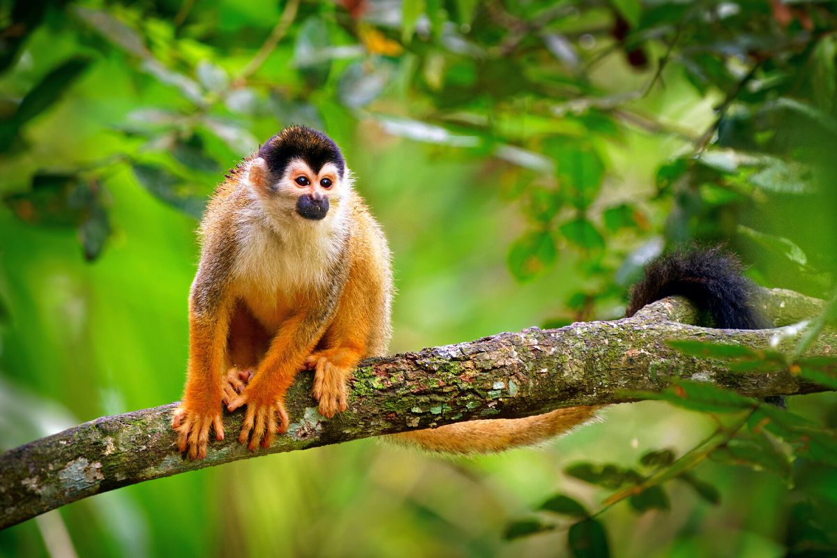 Monkey Park, Tamarindo