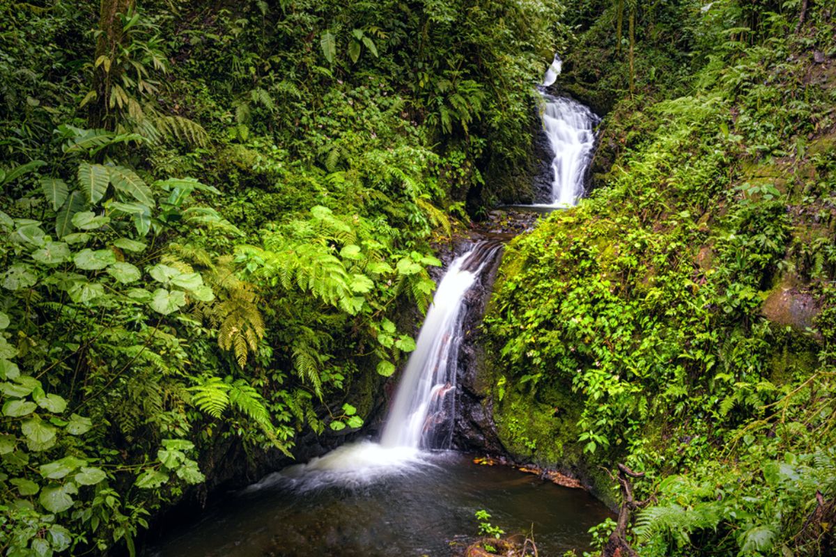 30 Best Things To Do In Monteverde, Costa Rica - TourScanner