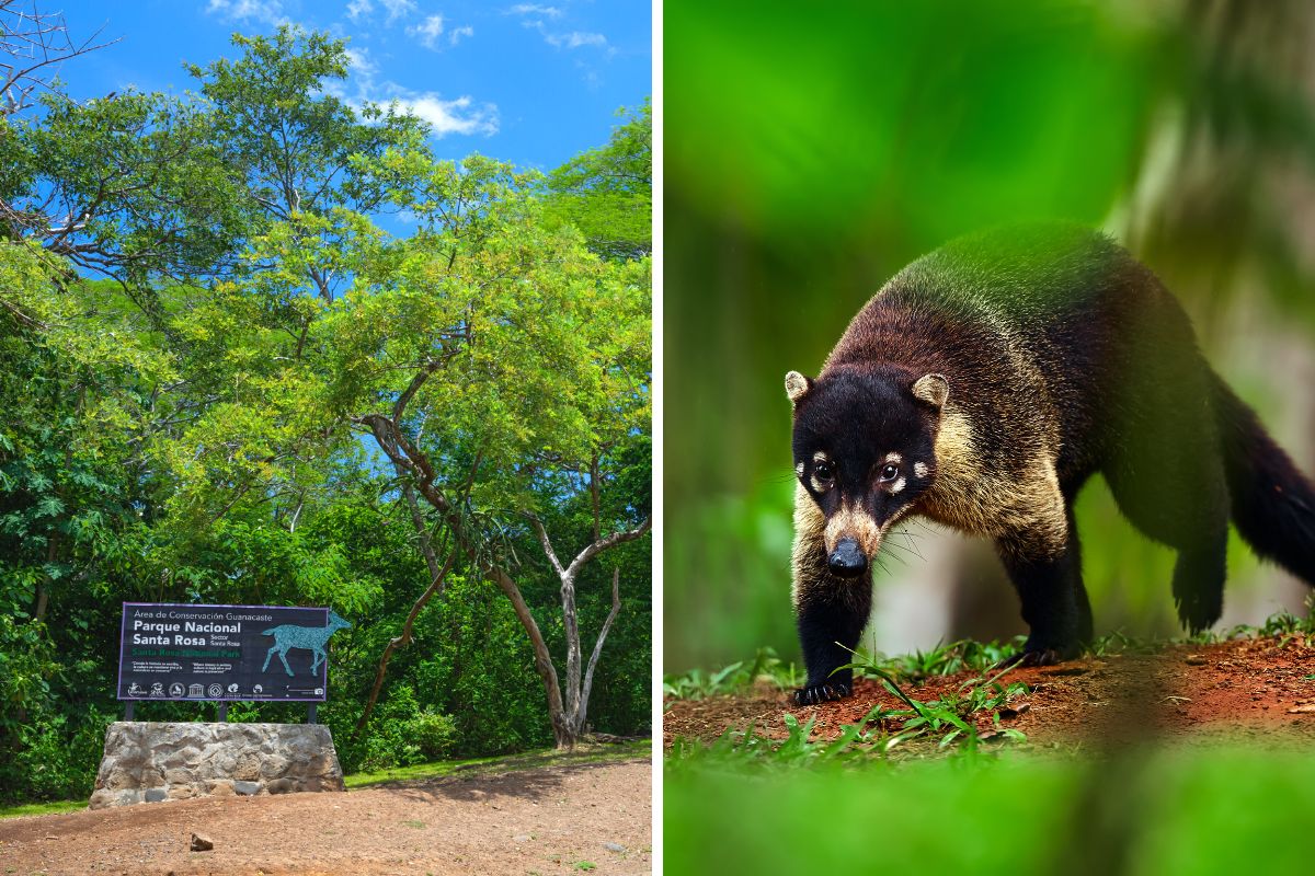 22 Fun Things to Do in Liberia, Costa Rica TourScanner