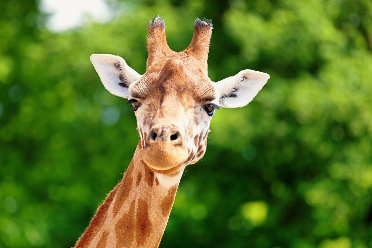 Auckland Zoo, New Zealand