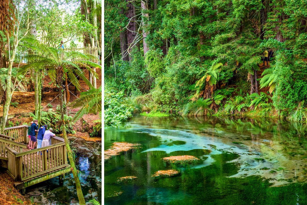 Hamurana Springs, Rotorua