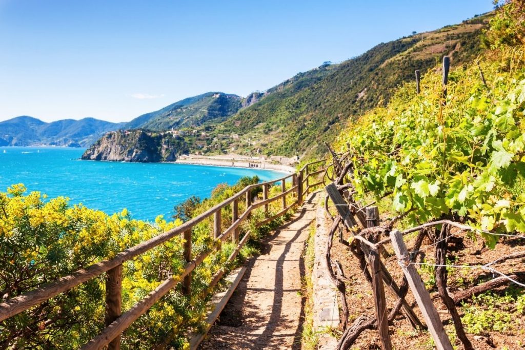 cinque terre vineyard tour