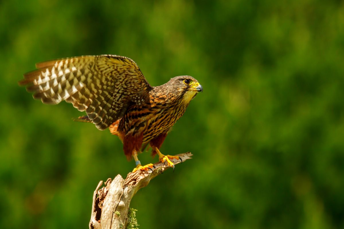 Wingspan Bird of Prey Centre Rotorua NZ