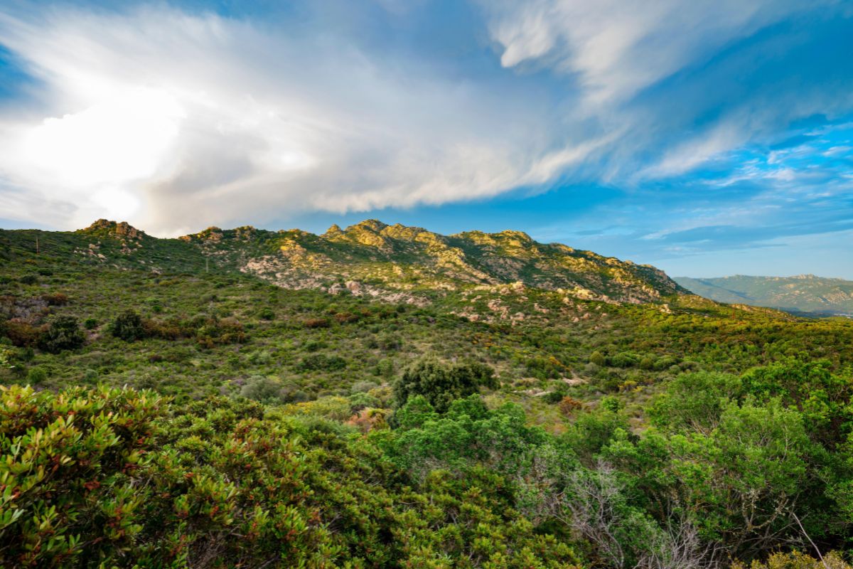 Is Cannoneris Reserve, Sardinia