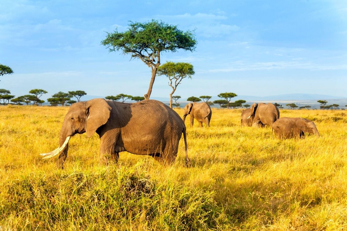 Kruger National Park, South Africa