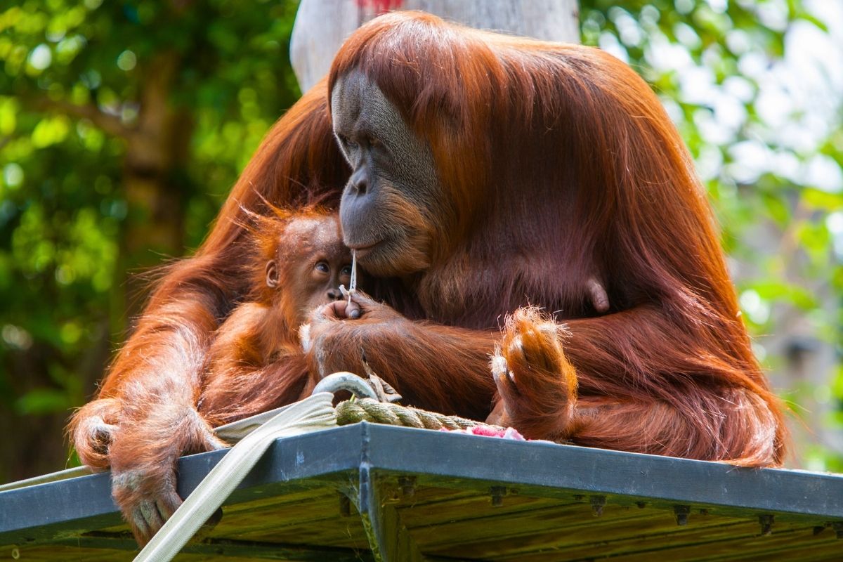 Melbourne Zoo in Australia