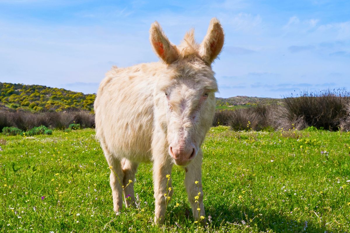 Asini bianchi Asinara