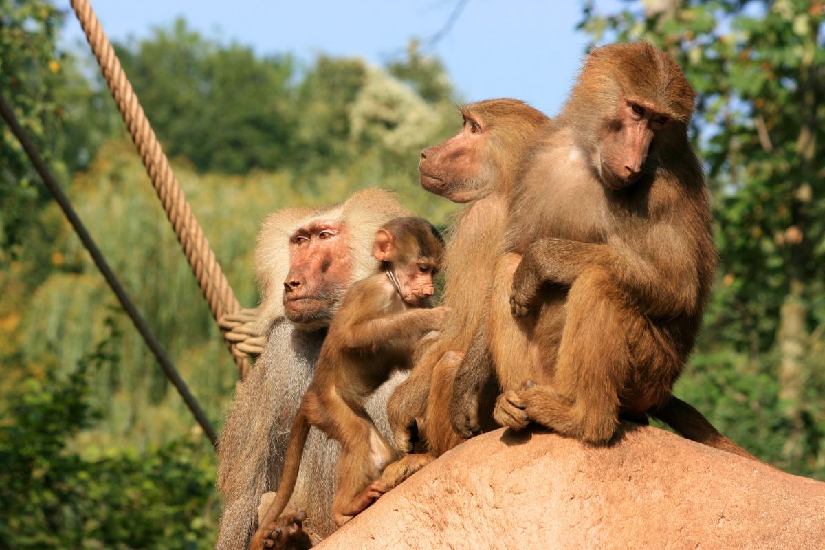 Cologne Zoo