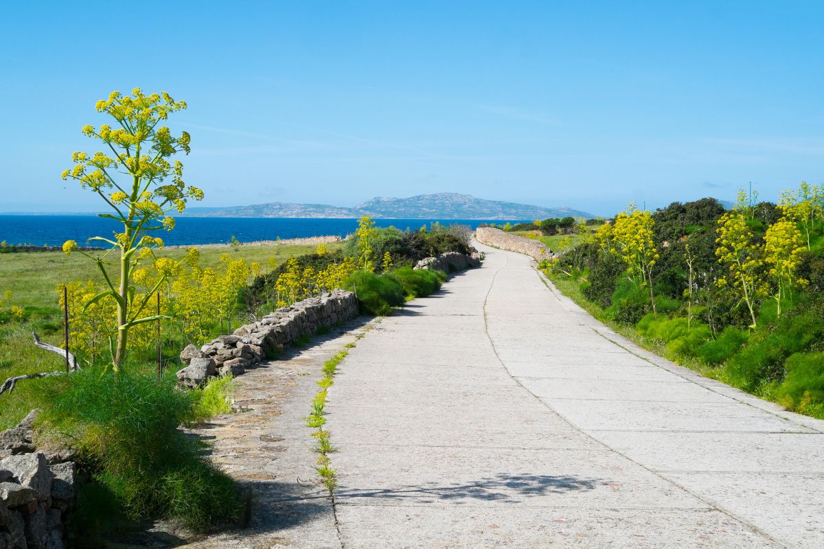 Visitare l'Asinara via terra