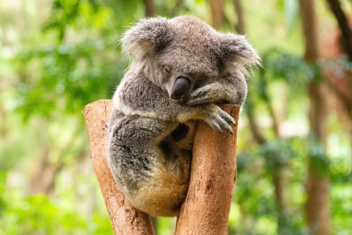 Port Stephens Koala Sanctuary, Hunter Valley