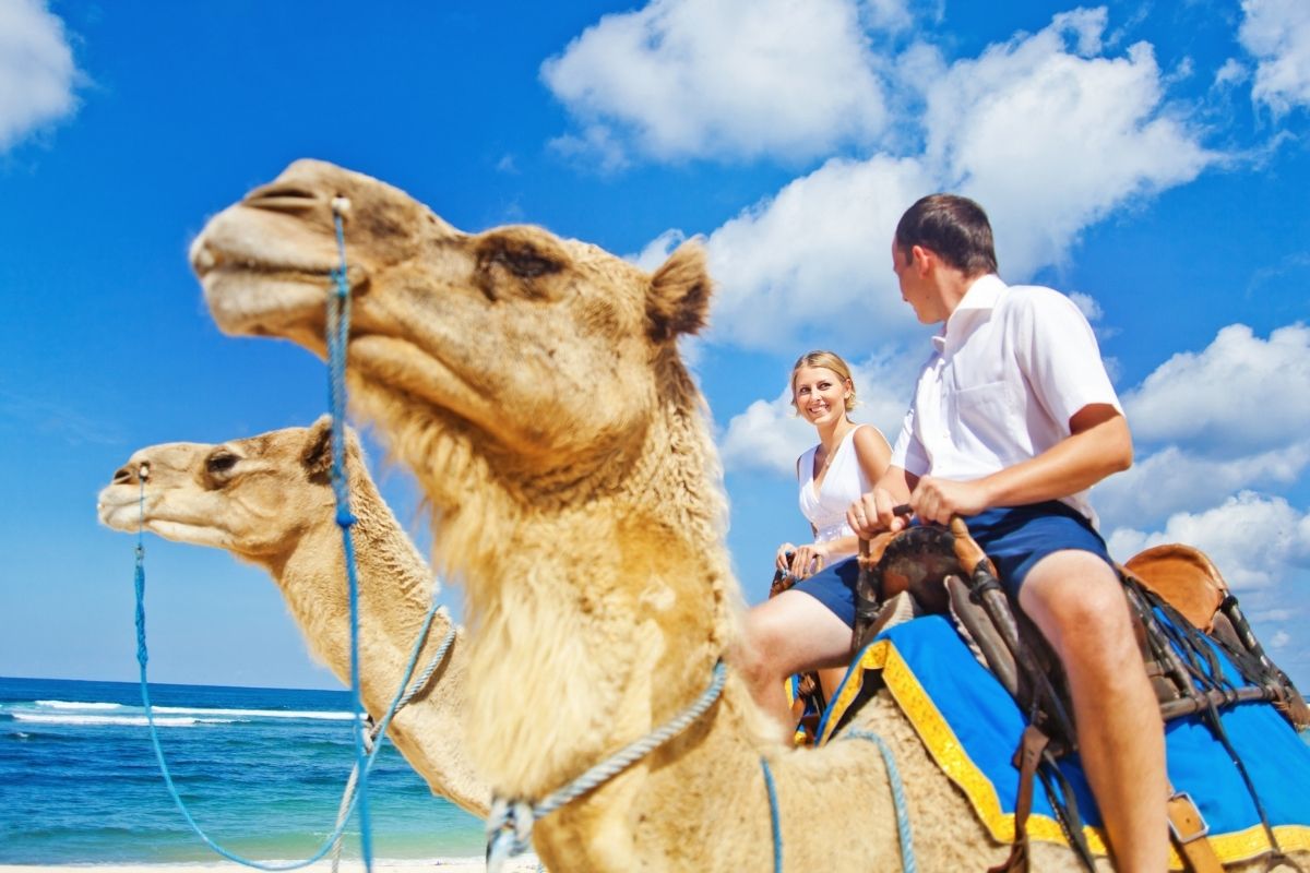 camel rides in Hunter Valley