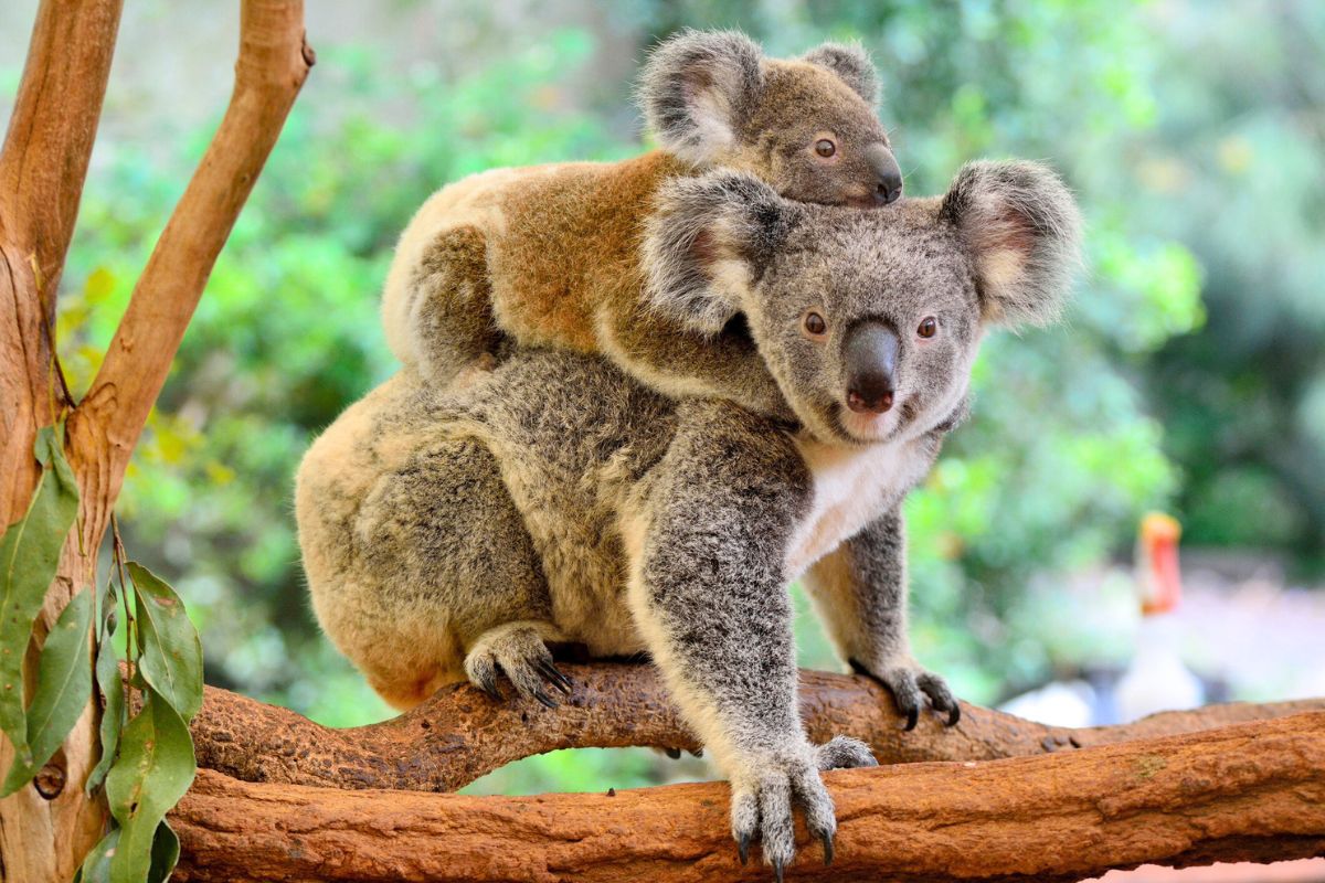 Koala walking tour in Kangaroo Island
