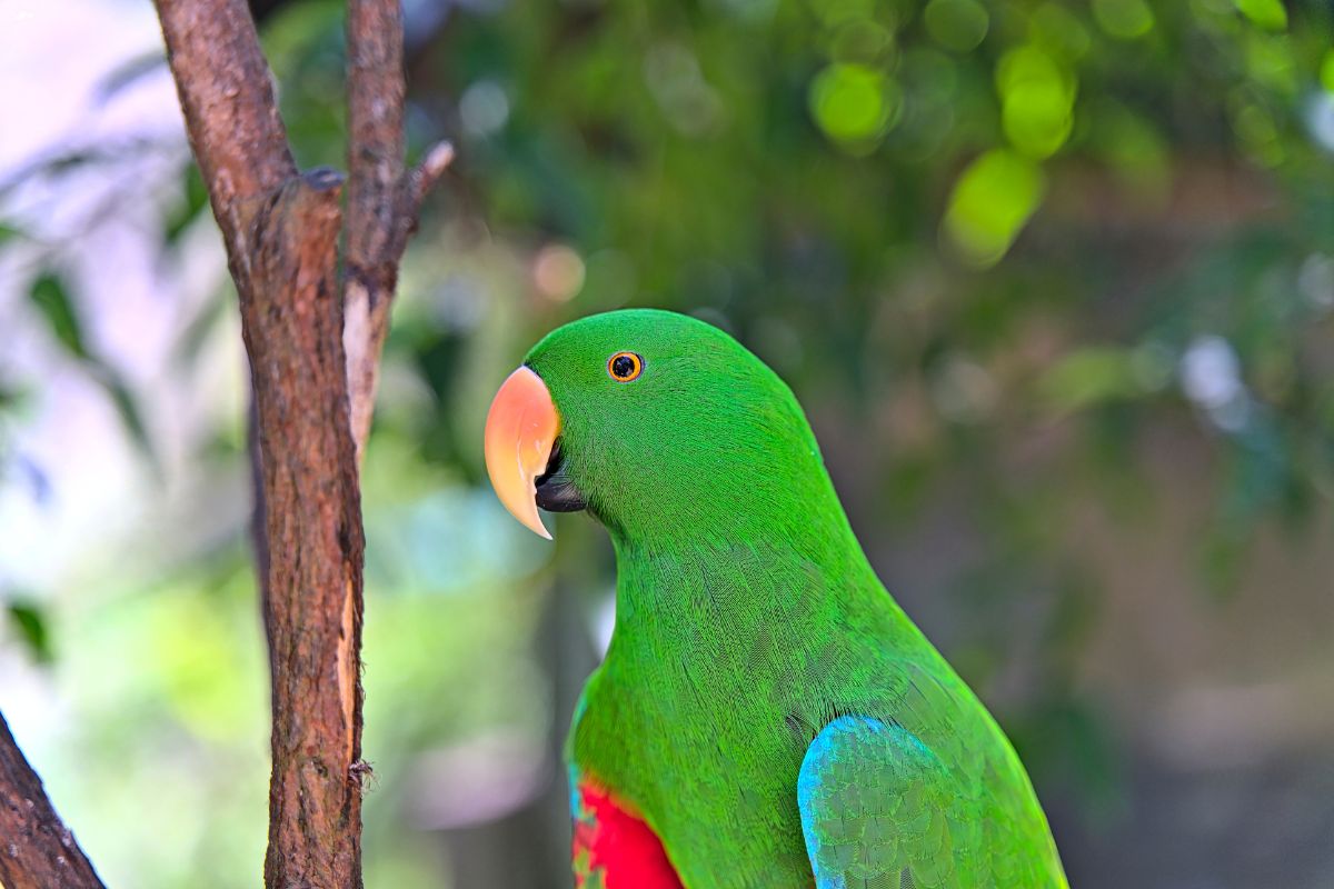 Kuranda Birdworld, Queensland