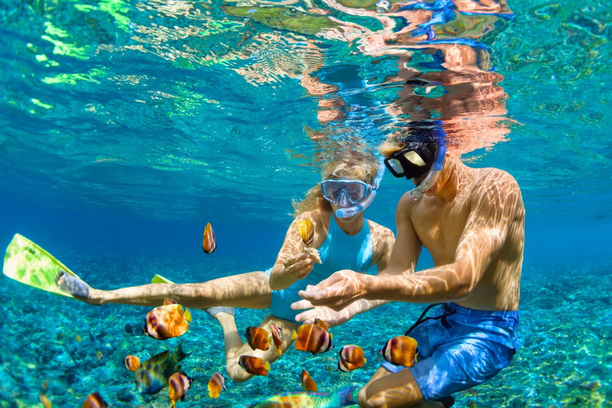 ocean safari in Kangaroo Island