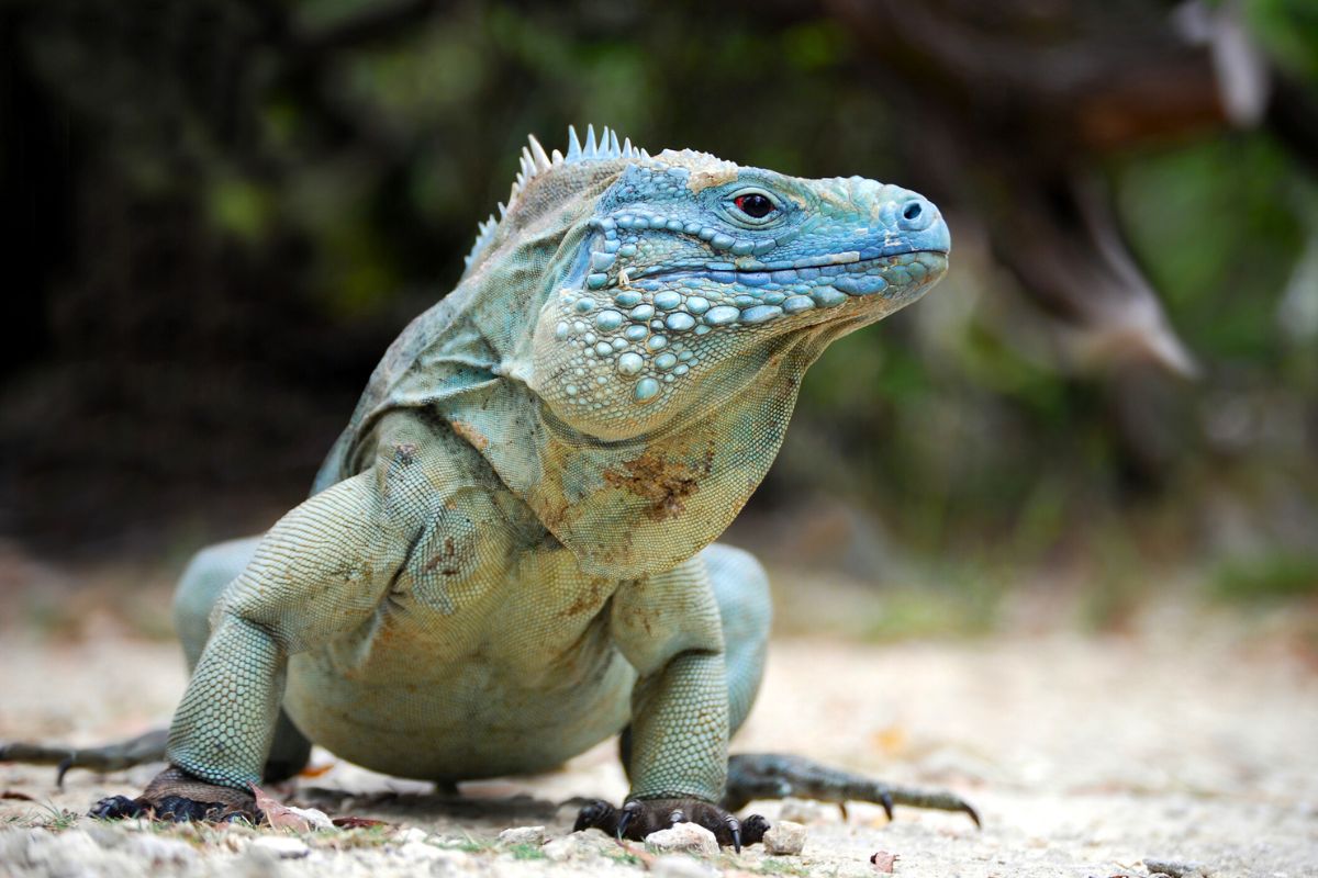 Blue Iguana Conservation, Grand Cayman
