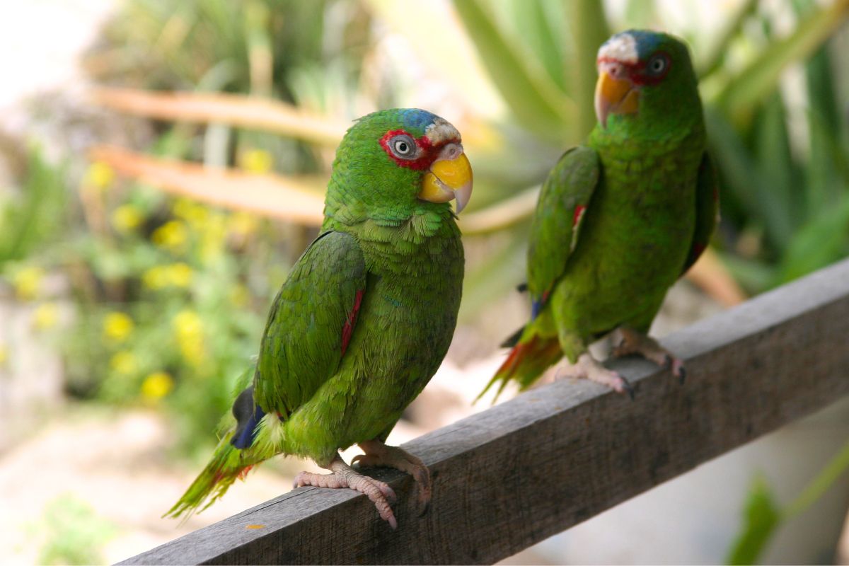 Cayman Parrot Sanctuary, Grand Cayman