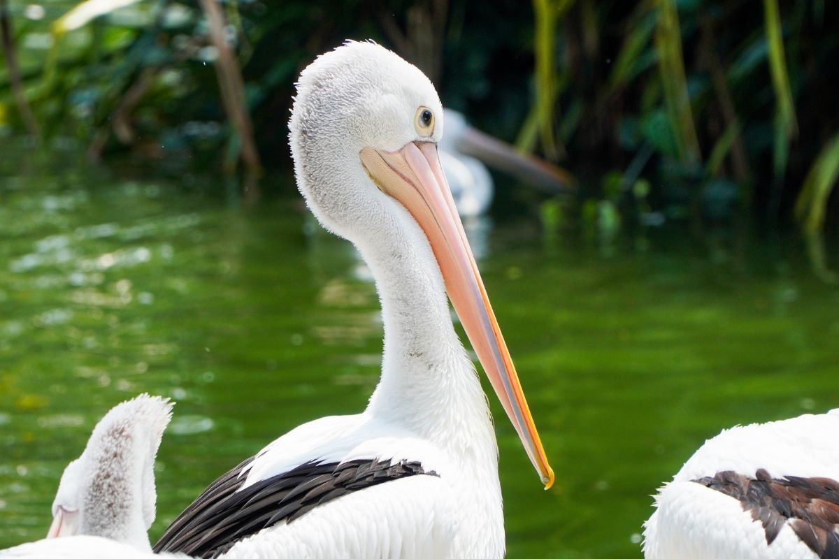 Ocean Ecopark Ancol, Jakarta