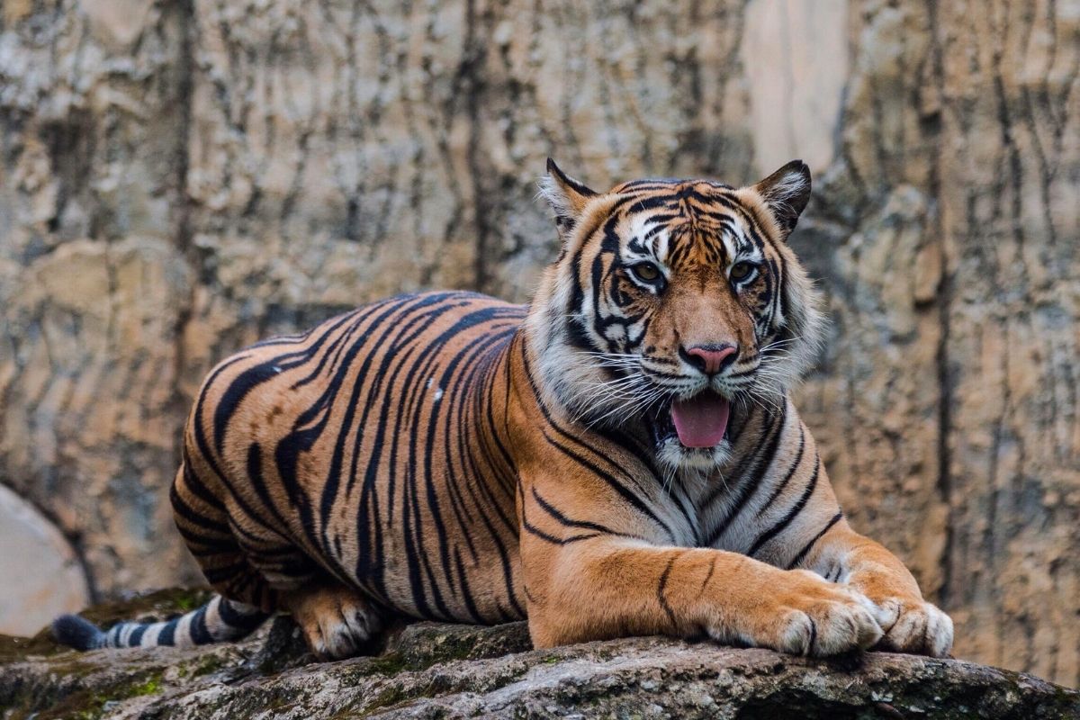 Ragunan Zoo, Jakarta