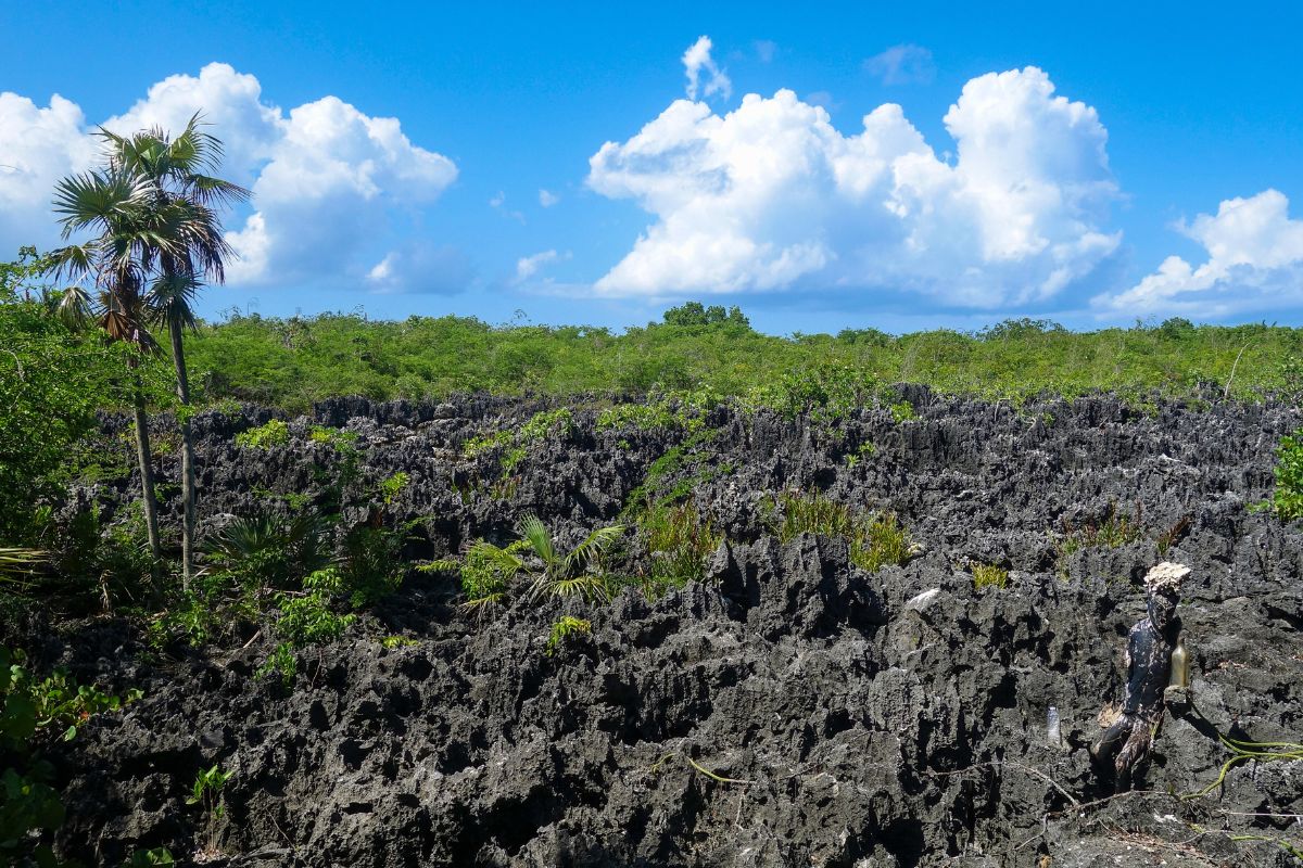 west island tours in Grand Cayman, Cayman Islands