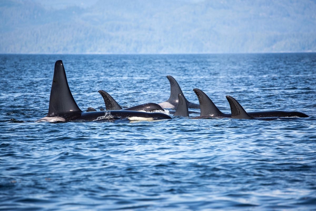 whale watching tours in Victoria, BC