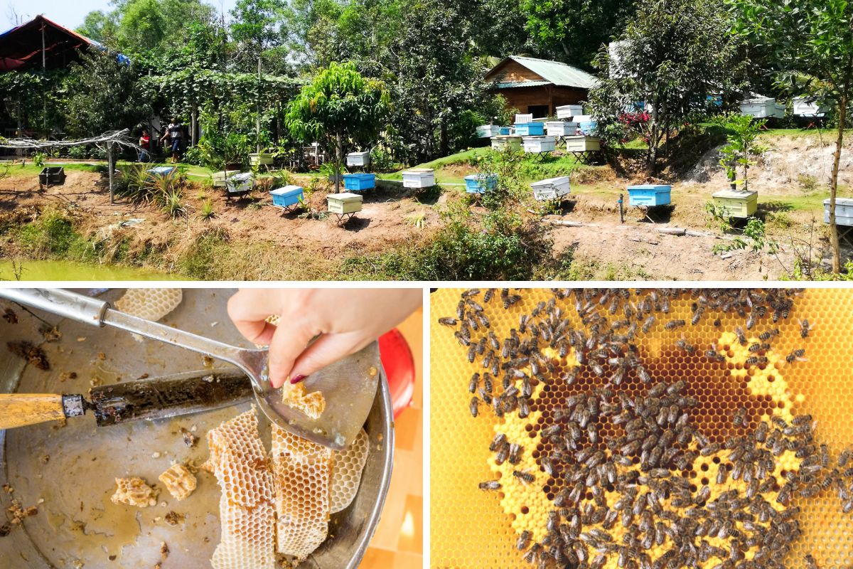 Phu Quoc Bee Farm, Phu Quoc