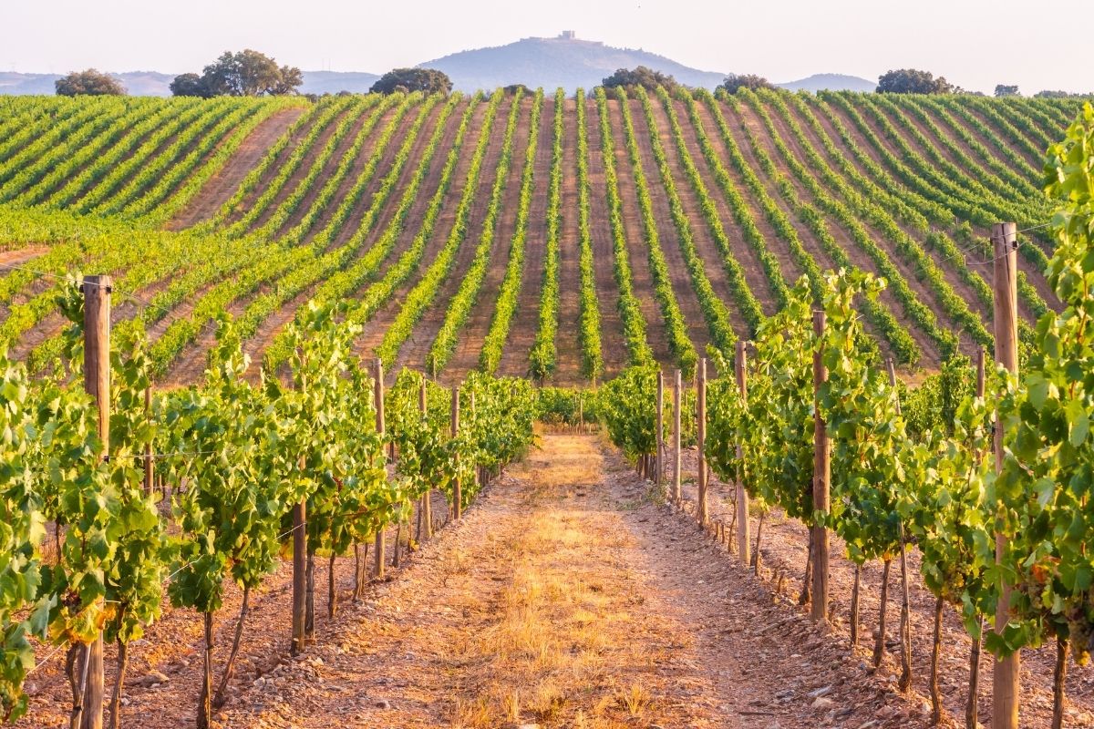 Alentejo wine region, Portugal