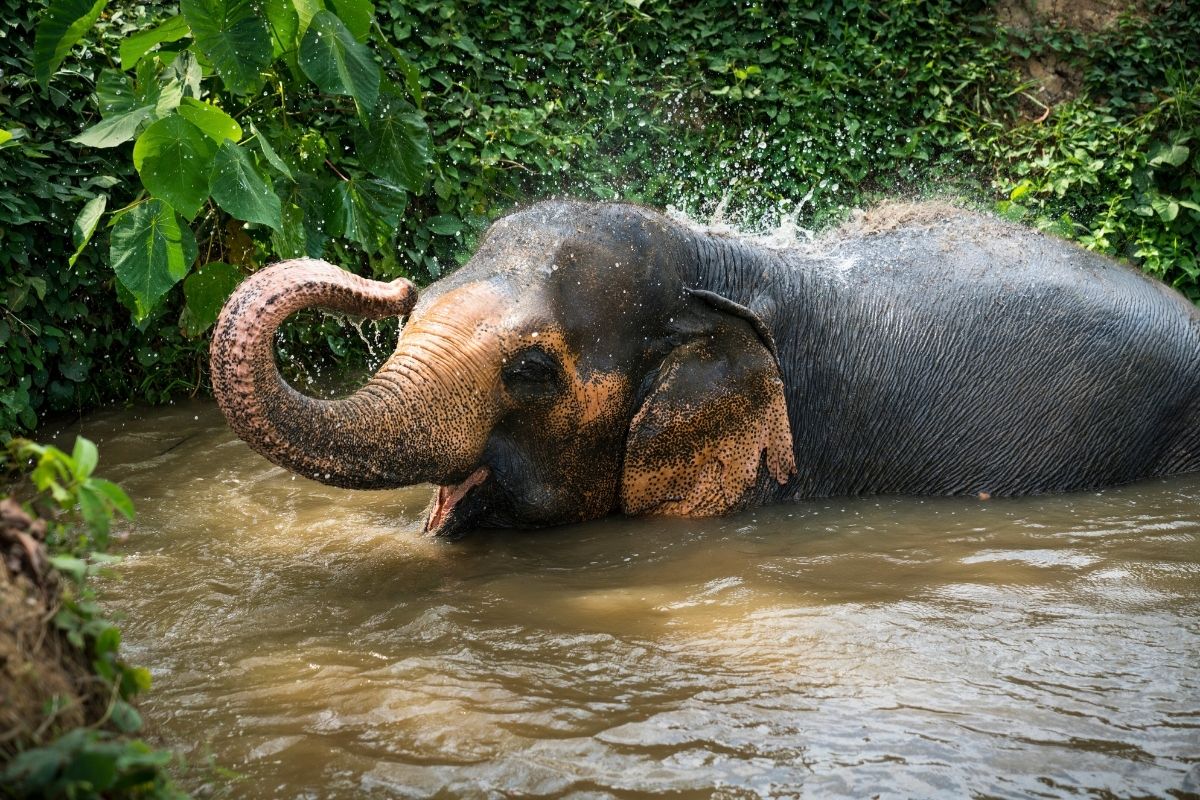 Phuket Elephant Sanctuary day trips from Phuket