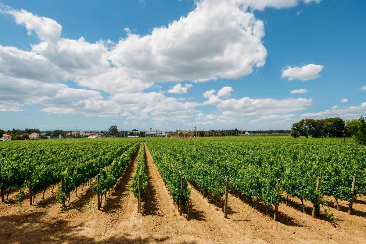 Setúbal wine region, Portugal