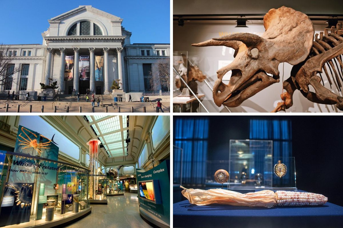 Smithsonian Museum of Natural History - Private Guided Museum Tour