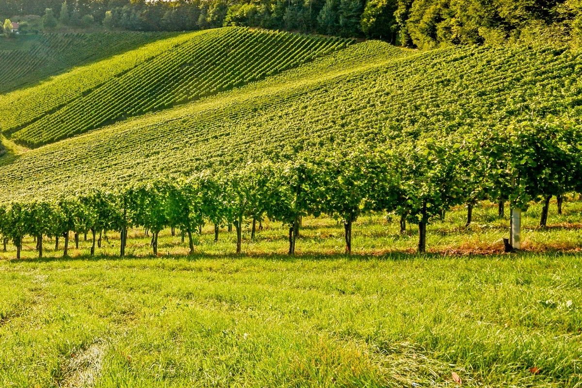 Távora-Varosa wine region, Portugal